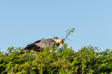 red tailed hawk