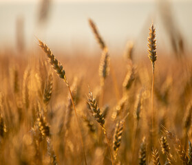 Fototapeta premium Ripe wheat growing on field in golden hour light with blurred soft-focus background