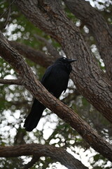 Whiteman, Australia – June 1, 2025: The Caversham Wildlife Park