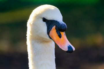 Fototapeta premium Swan with a black beak and orange tip. The swan is white and has a black eye