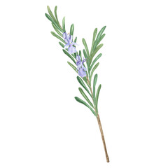 Rosemary twig with green leaves and lilac flowers isolated. Hand-drawn watercolor illustration. Aromatic herb for cooking, aromatherapy, harmonization of Sun chakra. Herbal garden clipart