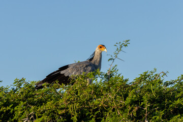 yellow billed hornbill
