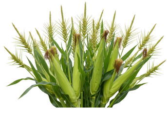 Obraz premium Lush green cornfield with ripe ears of corn under a bright blue sky