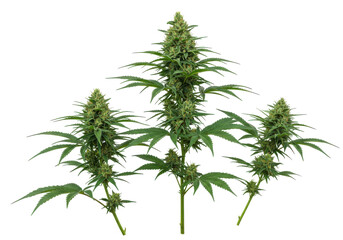 Lush cannabis plants thriving under bright sunlight in a serene garden setting