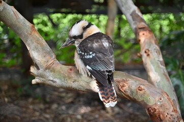 Whiteman, Australia – June 1, 2025: The Caversham Wildlife Park