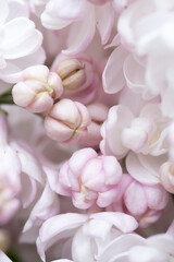 amazing beautiful terry soft white-pink  lilac flowers blooming. extreme macro background . spring season