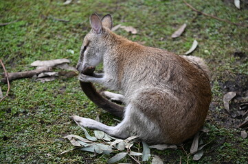 Whiteman, Australia – June 1, 2025: The Caversham Wildlife Park