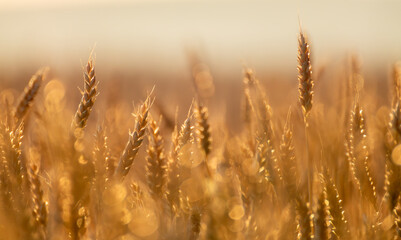 Golden wheat growing in sunny countryside, glowing softly with blurred field behind © Kathrine Andi