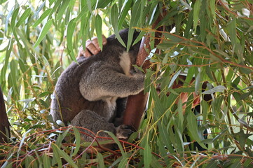 Whiteman, Australia – June 1, 2025: The Caversham Wildlife Park