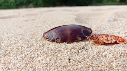 crabs's shell on the beach