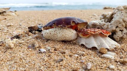 crab shell and coral close up on the beach