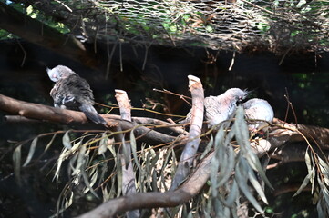 Whiteman, Australia – June 1, 2025: The Caversham Wildlife Park