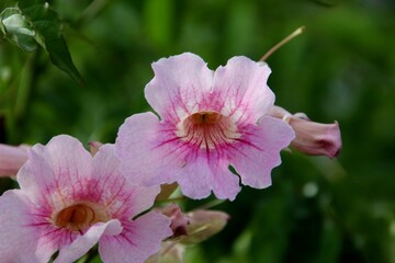 planta flor sete léguas - Podranea ricasoliana 
