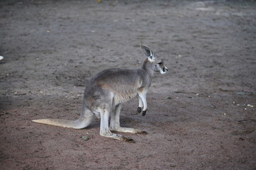 Whiteman, Australia – June 1, 2025: The Caversham Wildlife Park