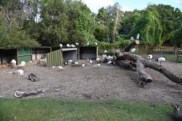 Whiteman, Australia – June 1, 2025: The Caversham Wildlife Park