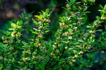 Lush green foliage of Berberis thunbergii Erecta adorned with delicate clusters of pale blossoms. Tiny yellow flowers on elegant bokeh green foliage background. Nature concept for design