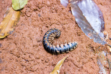 Vietnamese nature. Tropical centipede in the wet forests of Vietnam