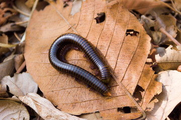 Millipede Spirostreptida, Parilis from the rainforest of Vietnam.