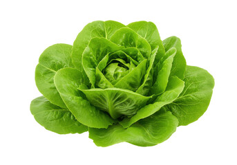 Obraz premium Fresh, vibrant lettuce head on a clean background, ideal for culinary and health-related uses