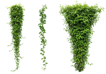 Lush green vines cascading down in a vibrant garden setting with natural light