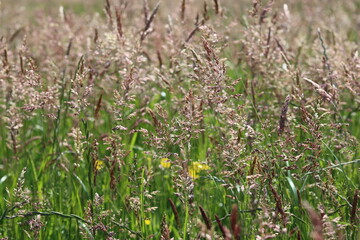 Purple grasses in a hay meadow in sunshine