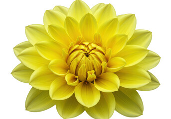Vibrant yellow flower in full bloom, showcasing intricate petals against a soft backdrop