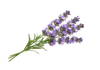 Obraz premium A vibrant bouquet of lavender flowers with green stems against a white background