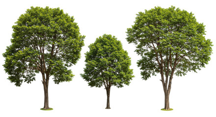 Three lush green trees of varying heights against a transparent background, ideal for nature themes