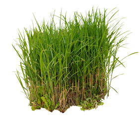 Lush green grass isolated on transparent background, emphasizing its vibrant colors and textures...