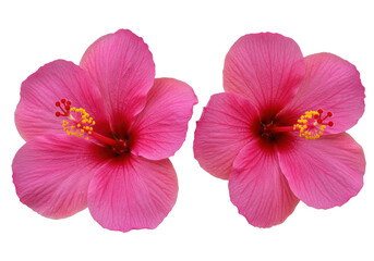 Two vibrant pink hibiscus flowers blooming with lush green leaves in a serene garden