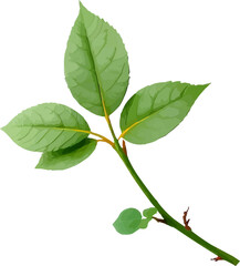 Roseleaves branch with green leaves isolated