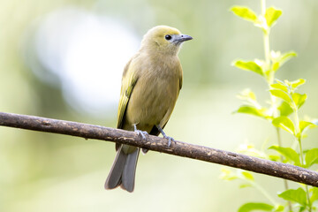 Green bird. A Palm Tanager also know as sanhaço or Coconut Tanager perched on the branch. Species Thraupis palmarum. Birdwatching. Birding