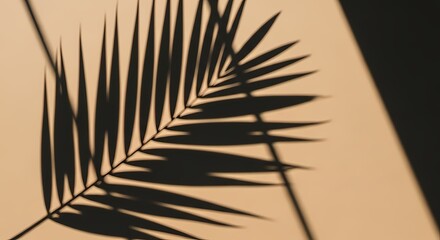 Obraz premium Tropical Minimalism: Palm Leaf Shadow for Summer Design