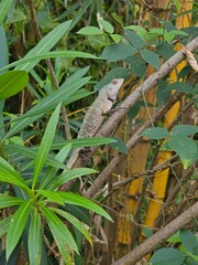 lizard on the tree