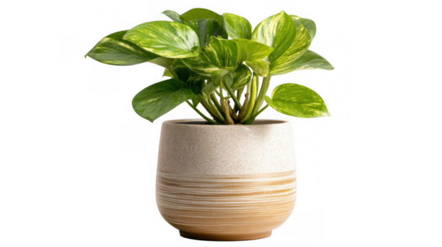 Lush green potted plant thriving in a stylish ceramic pot, enhancing design projects with its transparent background for seamless creative integration