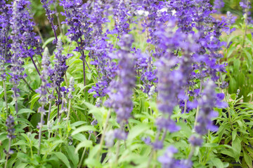 Fototapeta premium Variety of plants and flowers at flower market