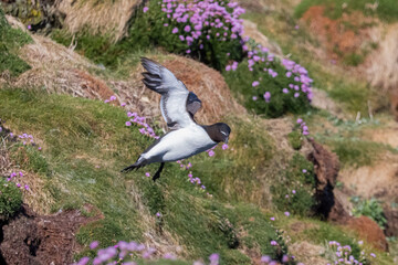 Razorbill landing