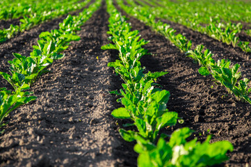 Lush young sugar beets thrive in neatly arranged rows on a farm, illuminated by gentle morning light, indicating healthy growth and care