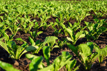 Healthy young sugar beets thrive in rich soil, catching sunlight on a warm day in early summer, contributing to agricultural growth