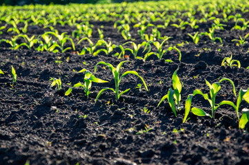 Rows of young corn plants sprout vigorously from dark, nutrient-rich soil under bright sunlight in a spring field