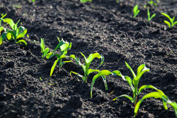 Rows of young corn plants emerge from dark soil, thriving under the warmth of the sun, signaling the growth of the crop in the field