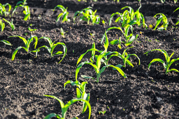 Tender young corn plants thrive in rows on rich dark soil, basking in warm sunlight on a clear day in early summer