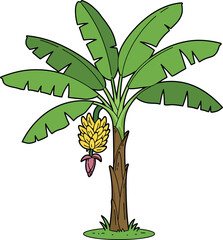 Tropical Banana Tree with Fruit Bunch and Hanging Flower