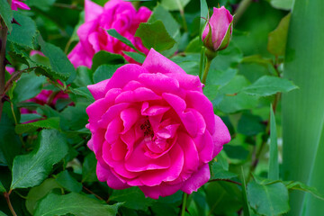 pink rose in garden