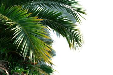 Palm Fronds Dancing in Sunlight: Vibrant, sun-drenched palm fronds reaching skyward, capturing a sense of tropical elegance and natural beauty. 