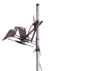 Pair of dove or pigeons sitting on television antenna with closed eyes, isolated on transparent white background. Blank for artworks on theme of family life, traditional values, love, marital fidelity
