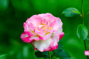 pink rose in garden