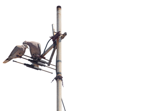 Pair of dove or pigeons sitting on television antenna with closed eyes, isolated on transparent white background. Blank for artworks on theme of family life, traditional values, love, marital fidelity