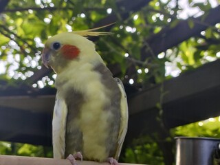 A close-up photo of a cockatiel perched outdoors. The bird has a yellow face, orange cheek patches, and grey-white feathers. Captured in natural lighting with green leaves and wooden structures 