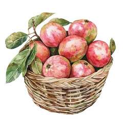 Chilean Guava Fruit Basket, watercolor clipart vector, high quality, isolated on a white background.